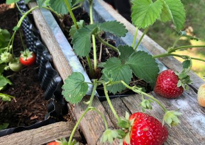 Erste Ernte im Schulgarten