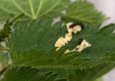 Von der Raupe zum Distelfalter