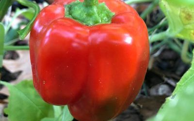 Einblicke in den Start der Garten AG