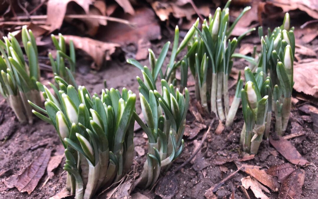 Erste Frühlingsboten