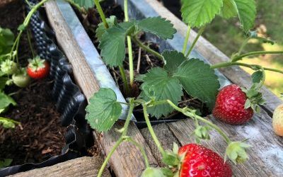 Erste Ernte im Schulgarten